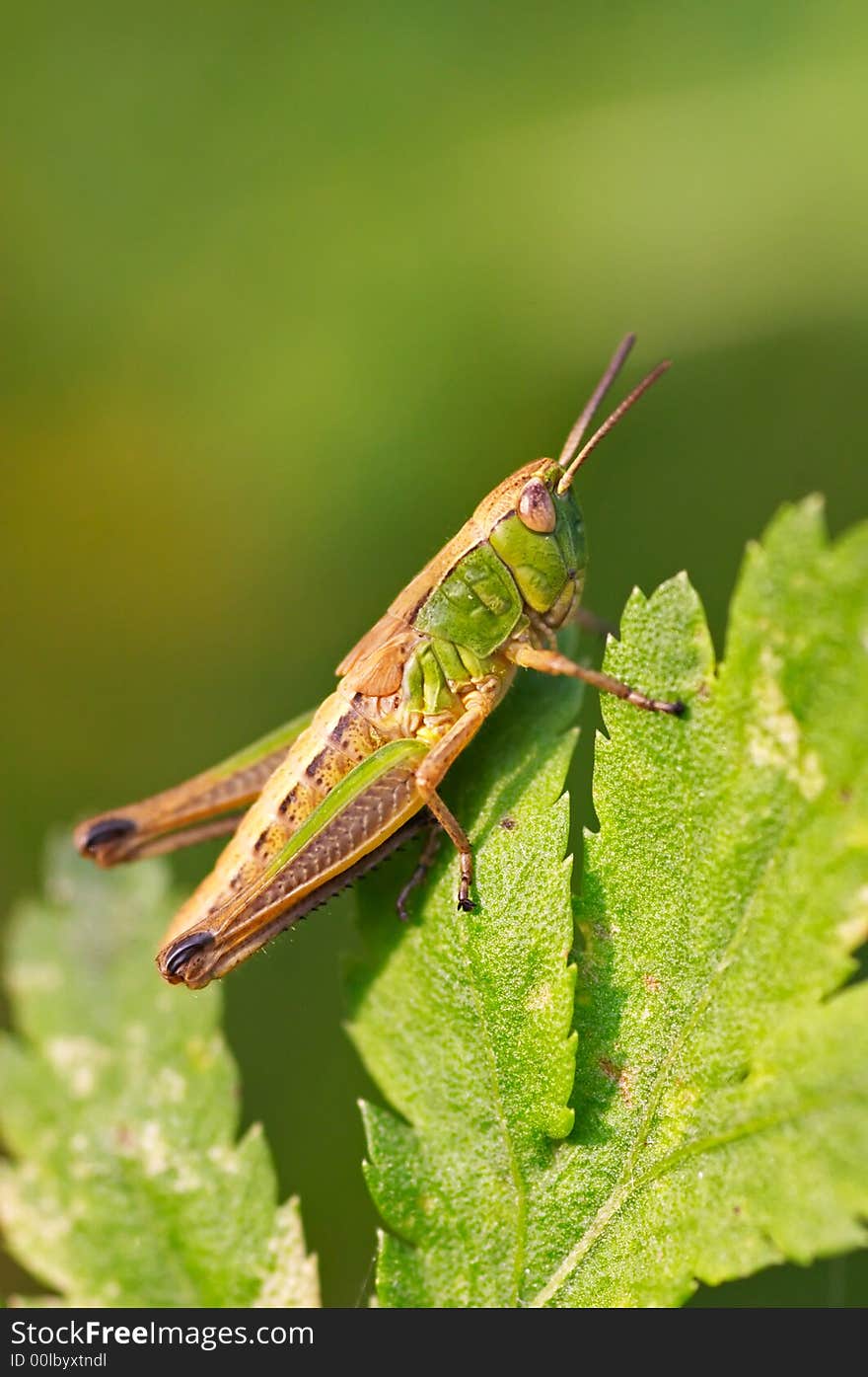 Grasshopper on a green leaf