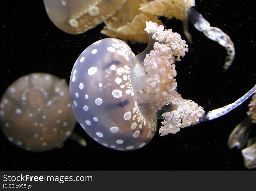 Lagoon Jellyfish