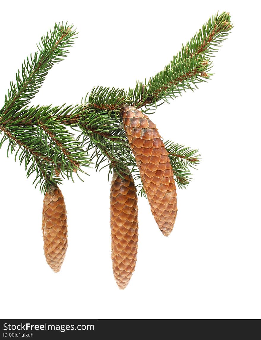 Isolated pine branch over white