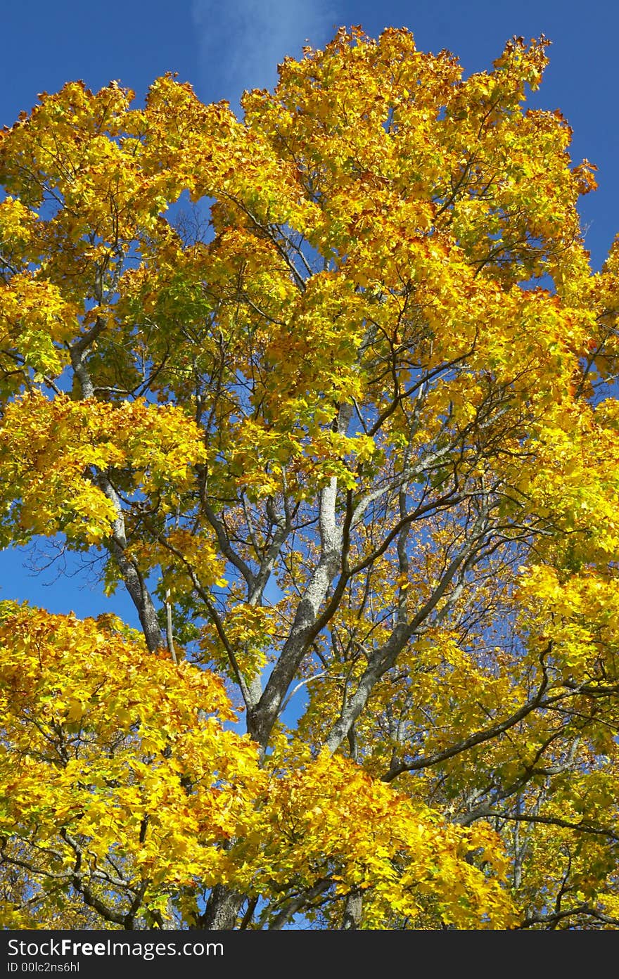 Maple with yellow leaves and the blue sky. Maple with yellow leaves and the blue sky