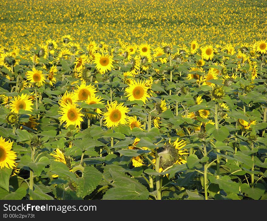 Sunflowers