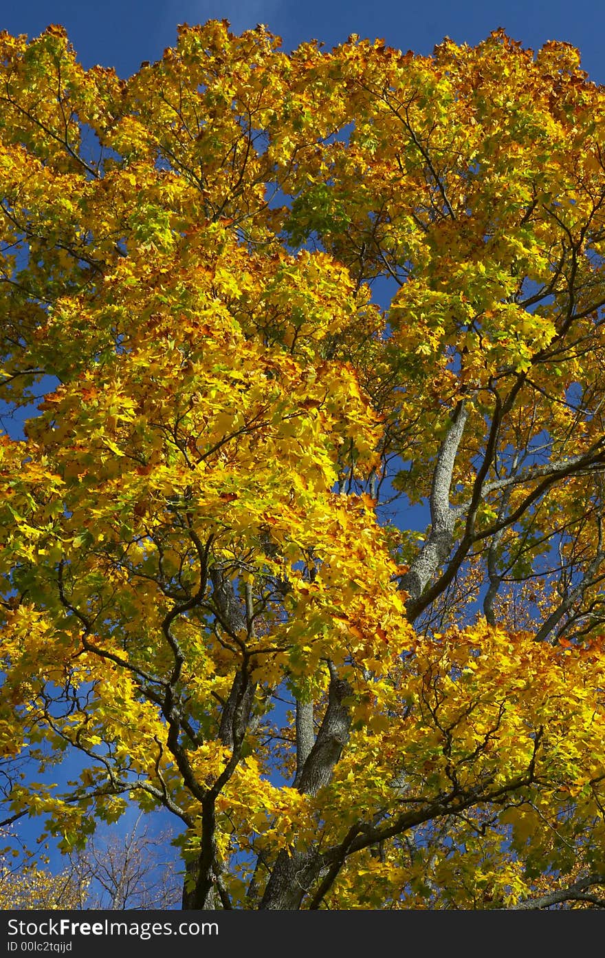 Maple with yellow leaves and the blue sky