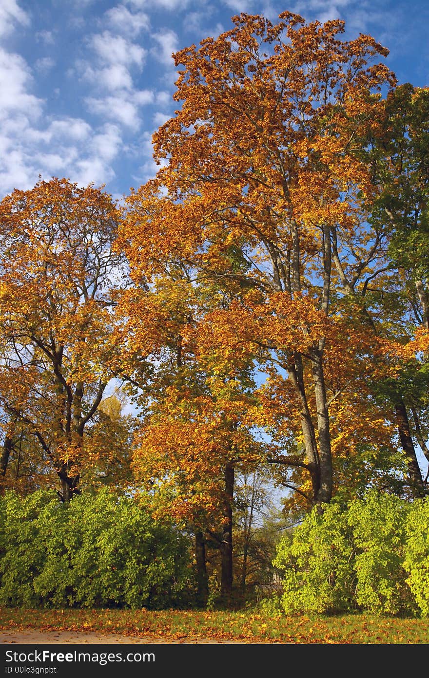 Maples with yellow leaves and the blue sky with clouds in park. Maples with yellow leaves and the blue sky with clouds in park