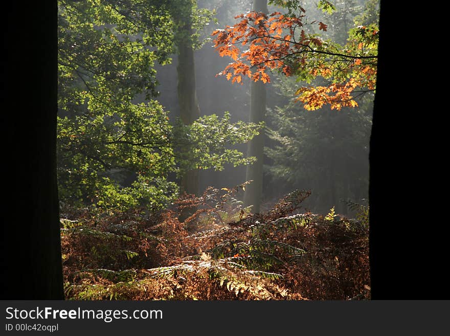 Dutch autumn forest