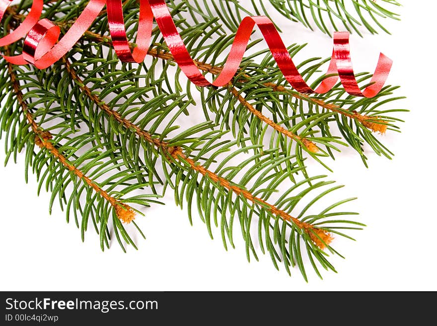 Isolated pine branch over white background