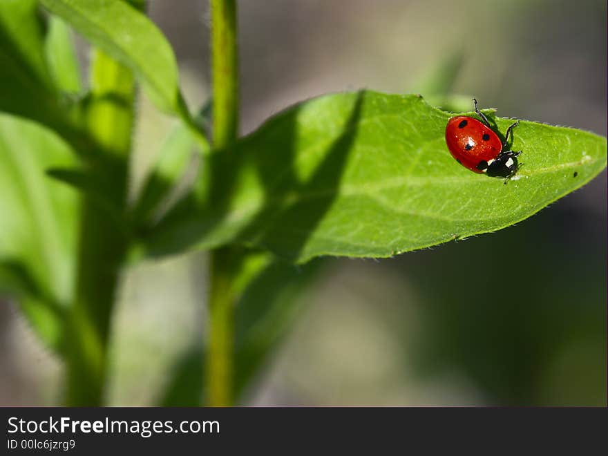 Lady-beetle