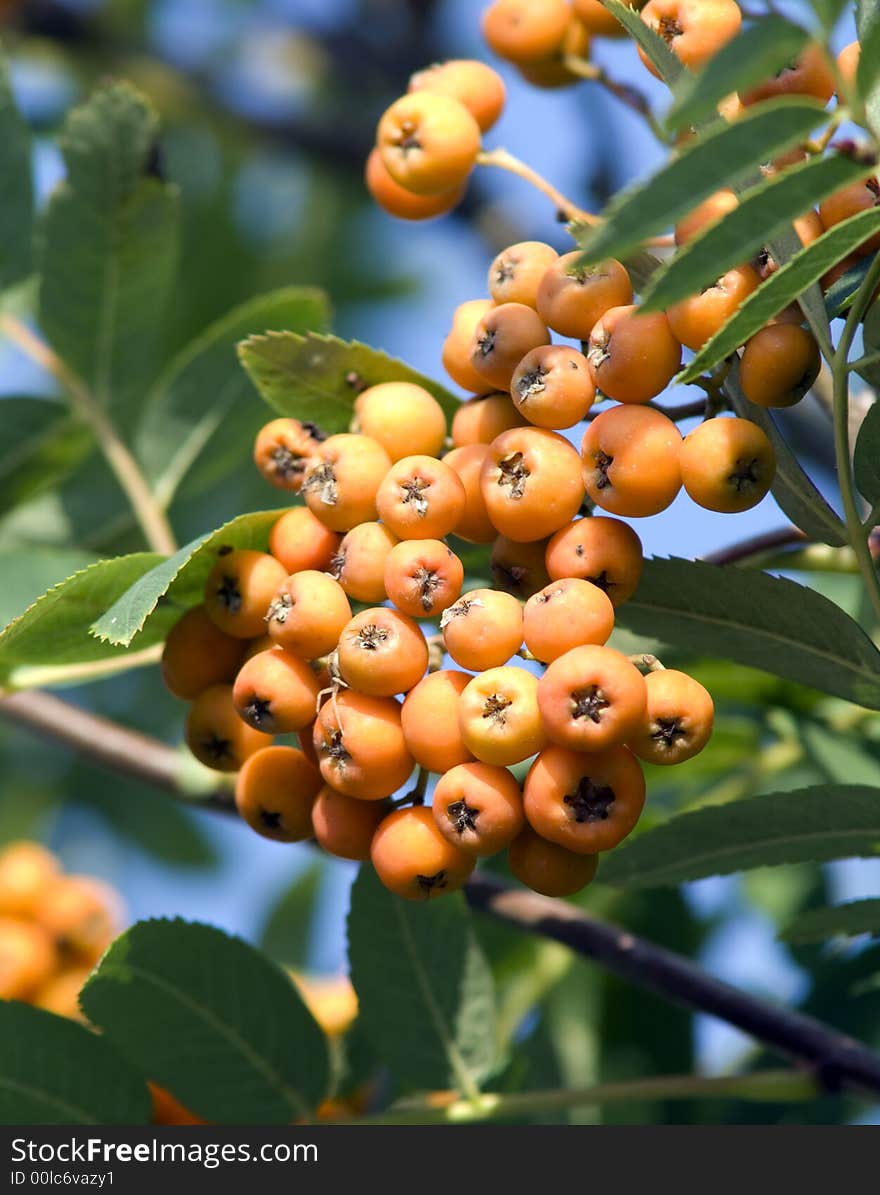 Ripe ashberry in the tree