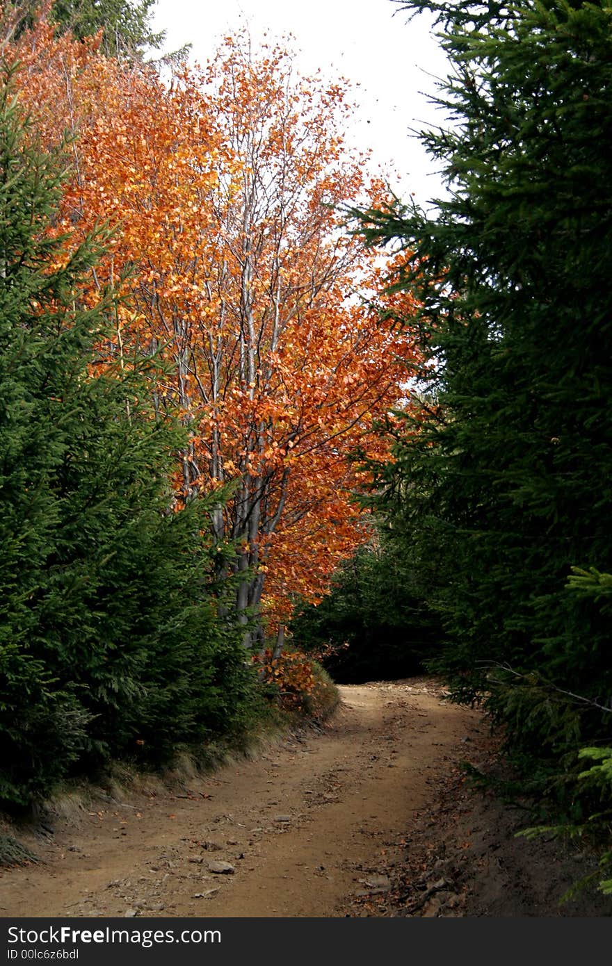 Forest Path