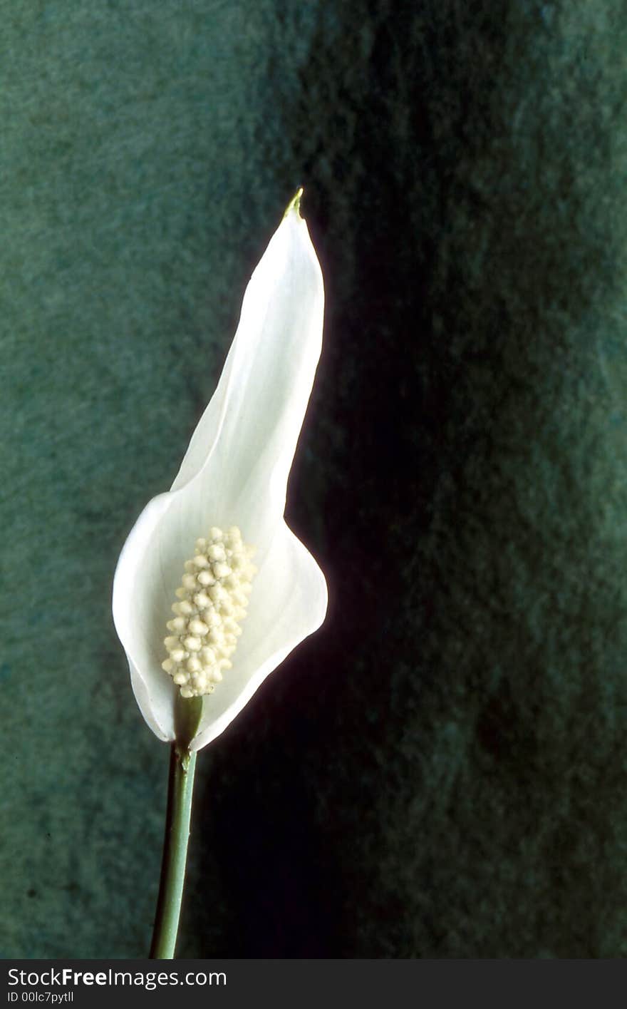 Peace Lily