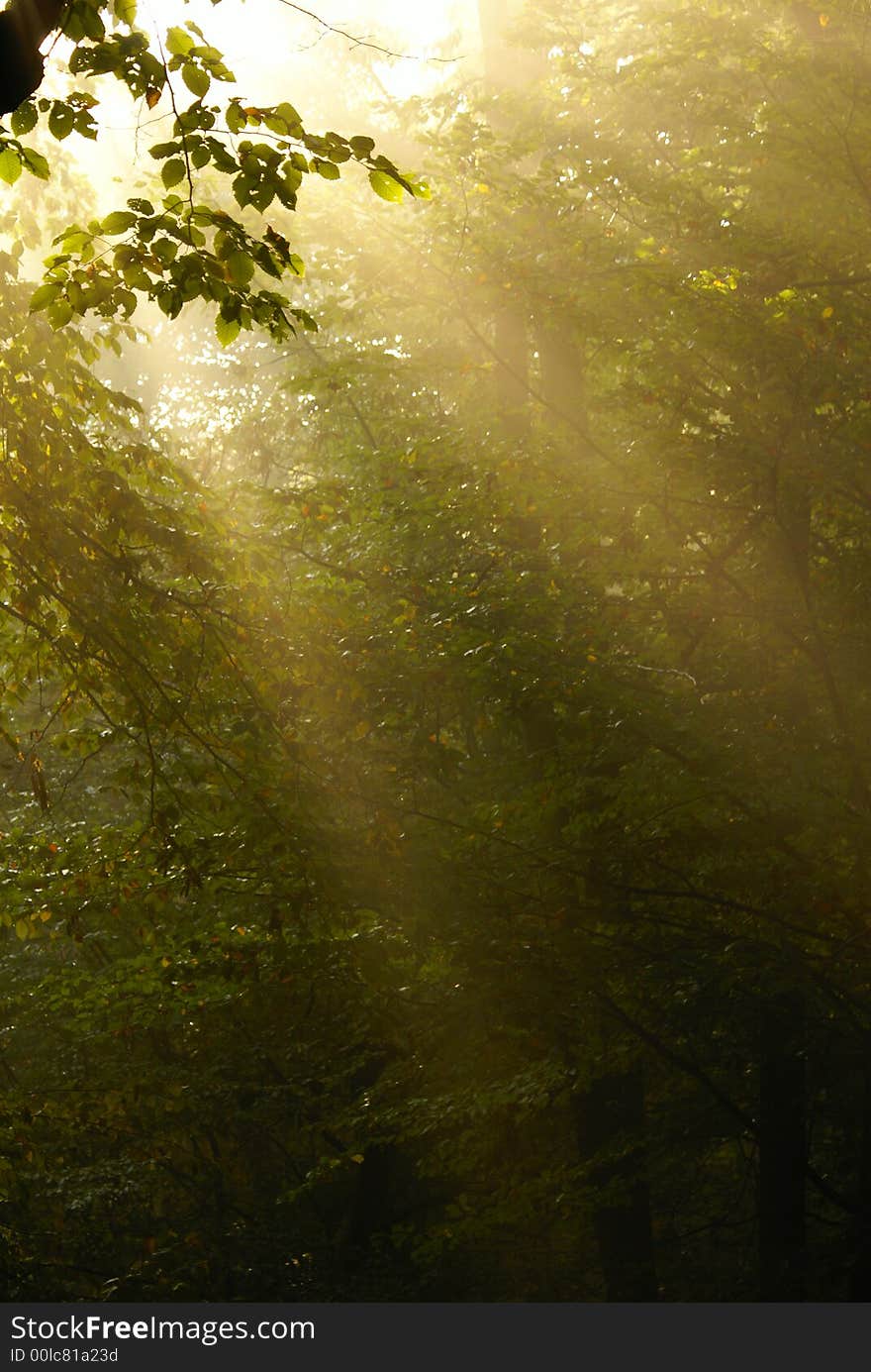 Solar beams making the way through a fog. Solar beams making the way through a fog