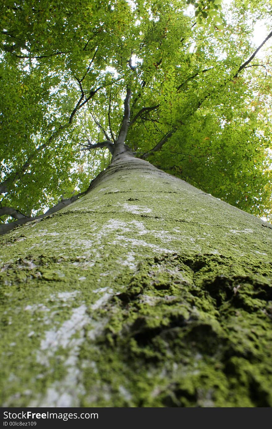 Trunk