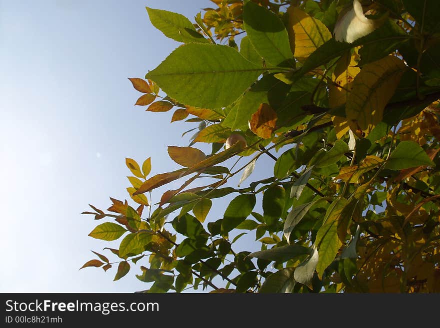 Autumn Leaves