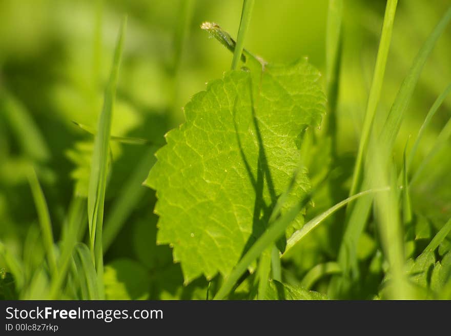 Texture of a green garden with a leaf lying down the ground