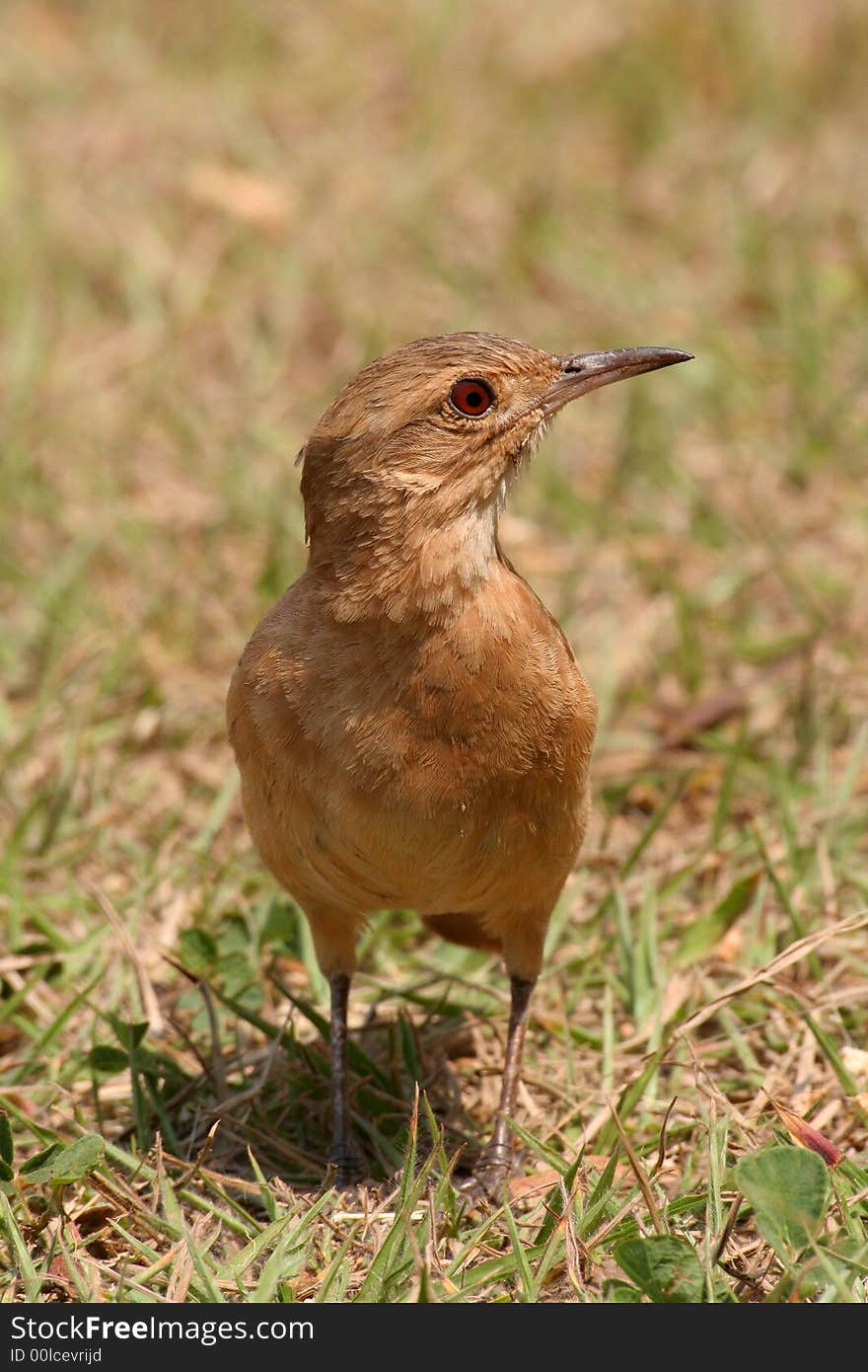 A curious bird with grass in background