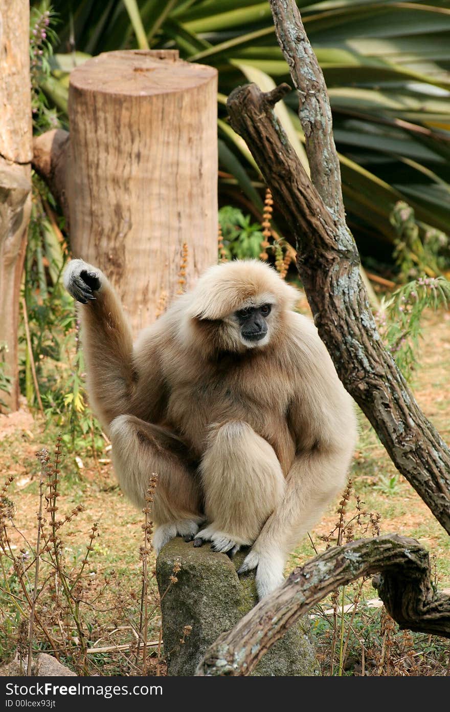 A gibbon sitting on a rock in a zoo.