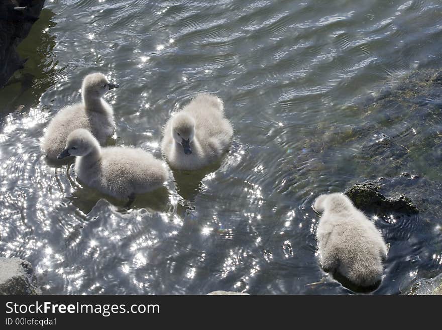 Four Swan Cygnets