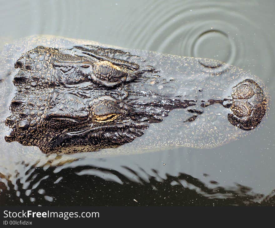 A view looking down on a mostly submerged head of a female alligator as she floats under the surface with only her eyes and nose protruding out of the water. A view looking down on a mostly submerged head of a female alligator as she floats under the surface with only her eyes and nose protruding out of the water.
