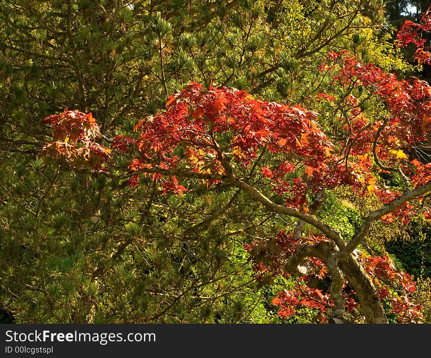 Rich autumn colors of sunlit red-leafed aspen among green spruce