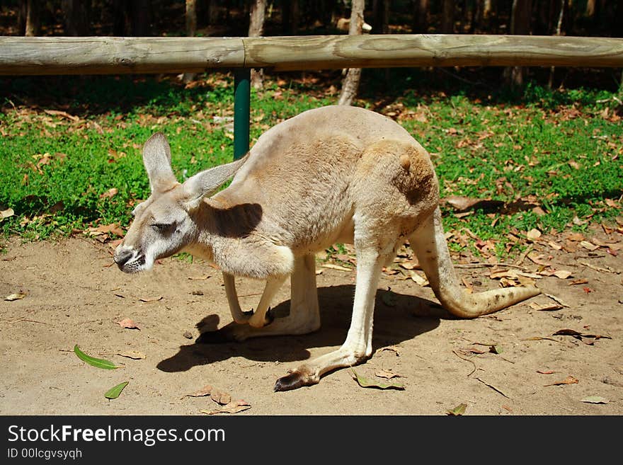 Kangaroo