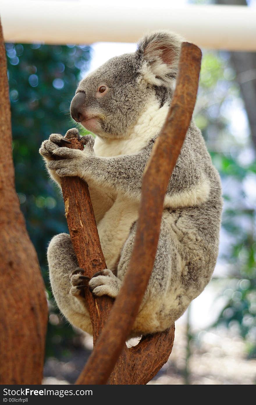 Koala Australia Queensland Farm Cute