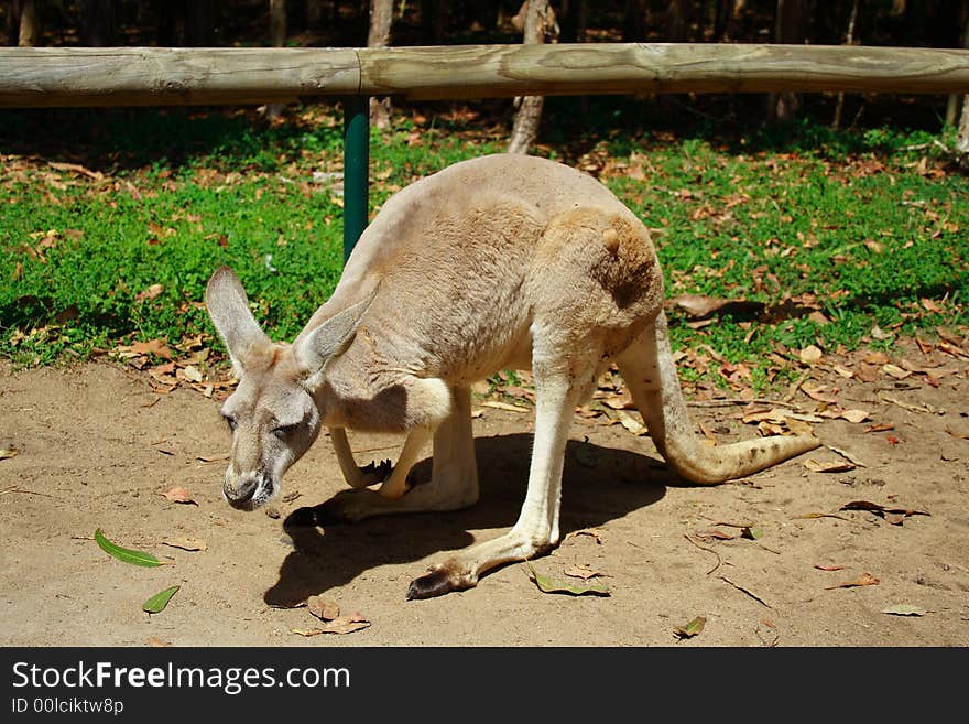 Kangaroo Autralia Farm Queensland Animal