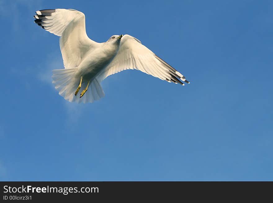 Seagull soaring high in the blue sky