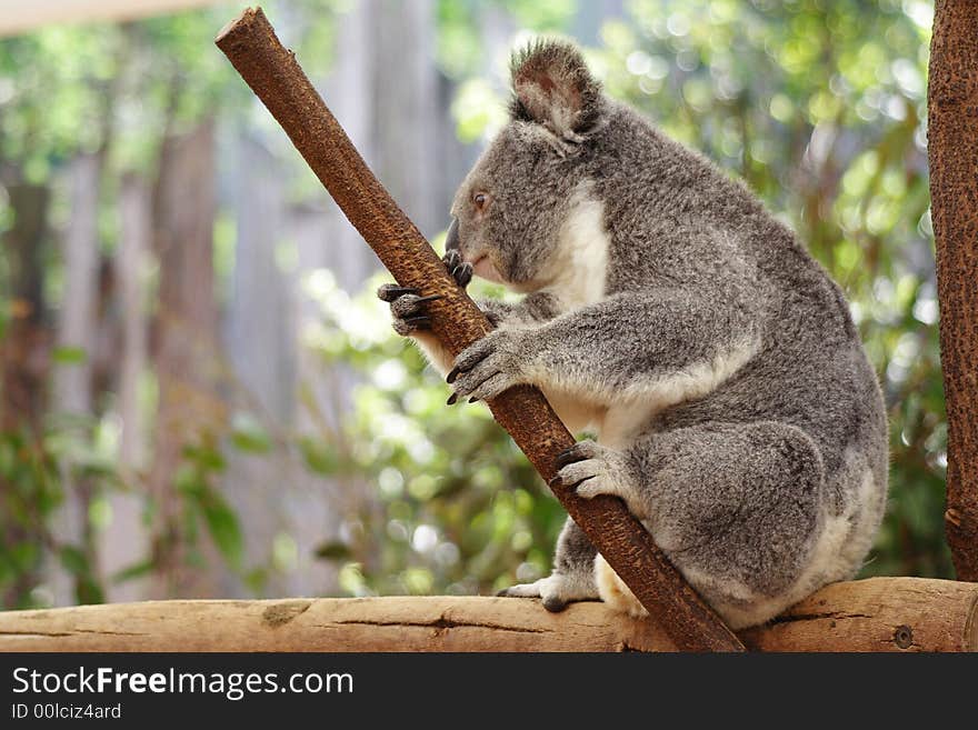 Koala Australia Queensland Farm Cute