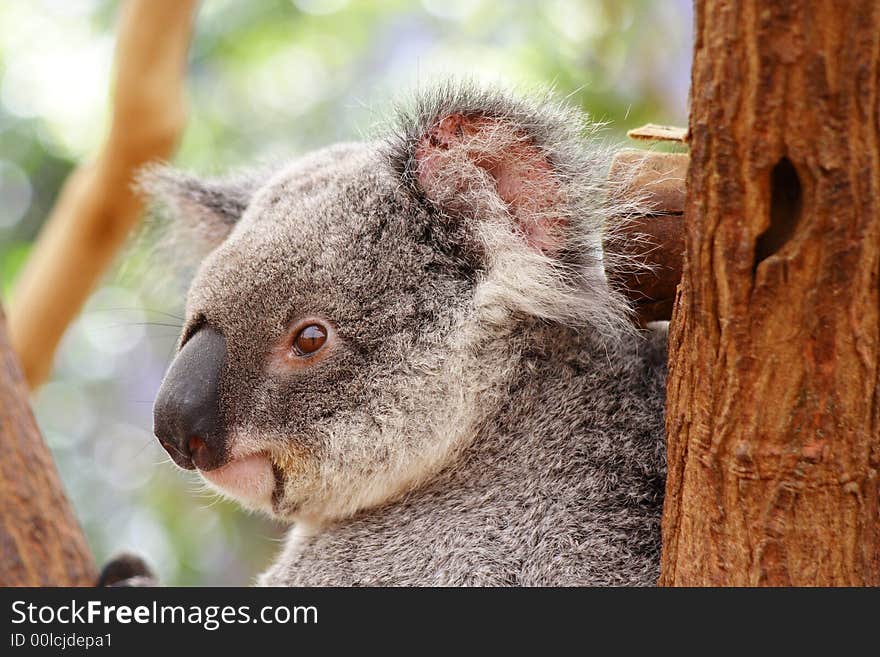 Koala Australia Queensland Farm Cute