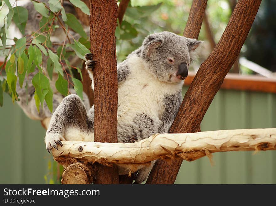 Koala Australia Queensland Farm Cute