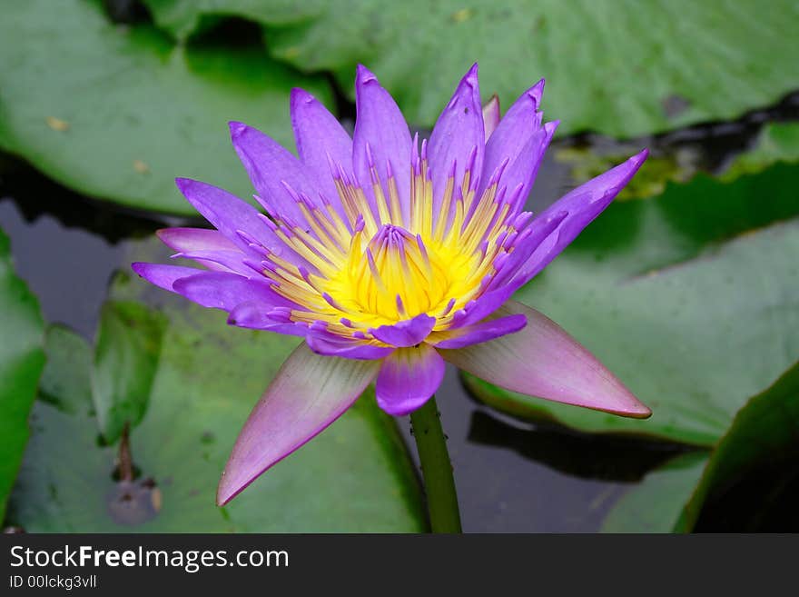 Pure Lotus On The Pond