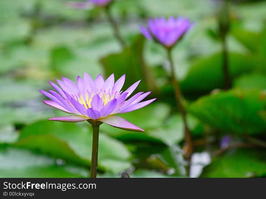 Pure Lotus On The Pond