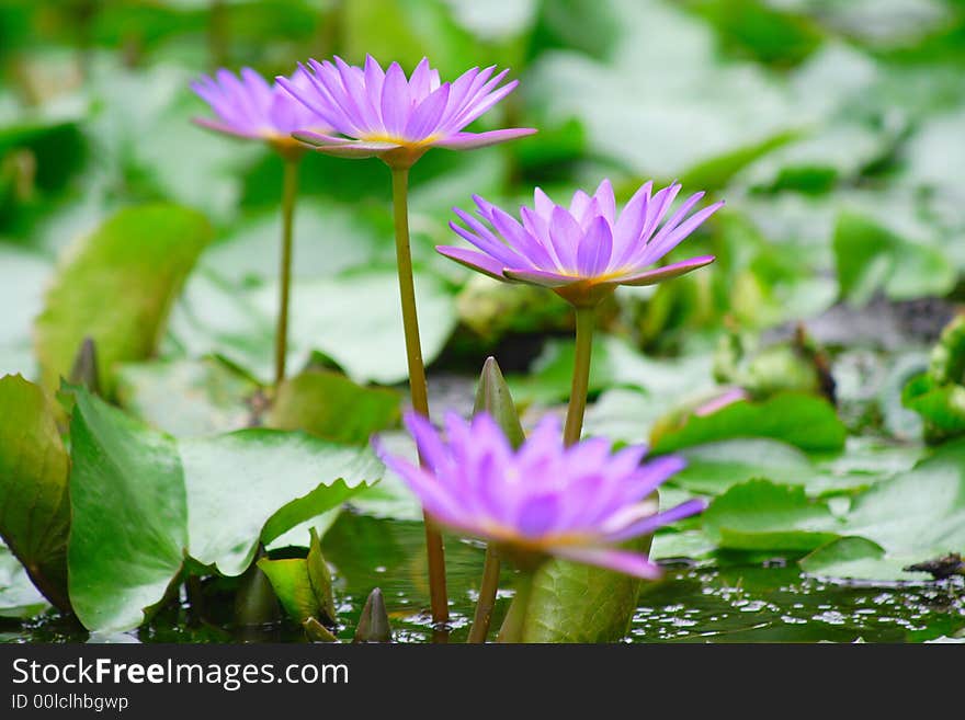 Pure Lotus On The Pond