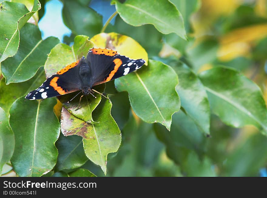 A butterfly sitting amongst leaves. A butterfly sitting amongst leaves