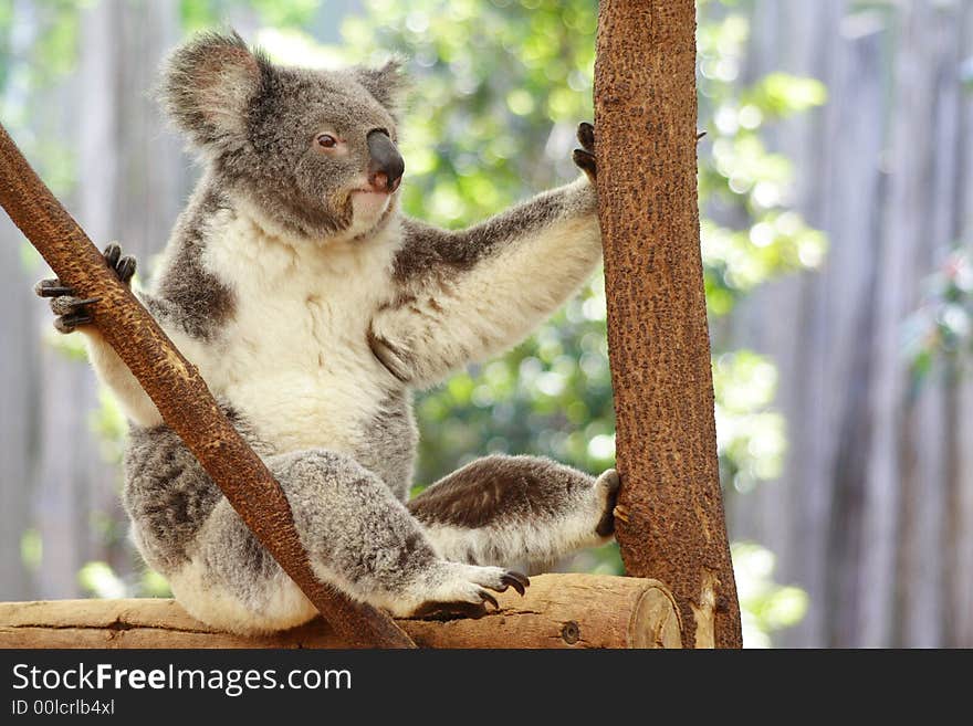 Koala Australia Queensland Farm Cute