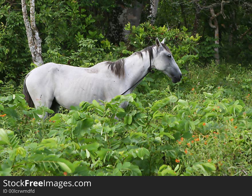 A grey horse wanders through thick vegetable eating leaves. Shot in Belize, Central America. A grey horse wanders through thick vegetable eating leaves. Shot in Belize, Central America