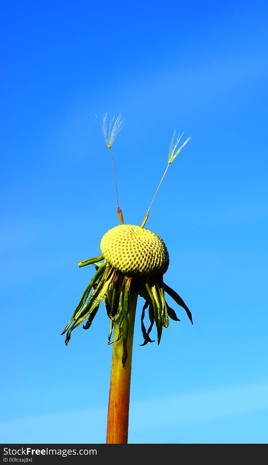 A flower of  dandelion with two last seeds � parachutes on  background of the bright blue sky. A flower of  dandelion with two last seeds � parachutes on  background of the bright blue sky.