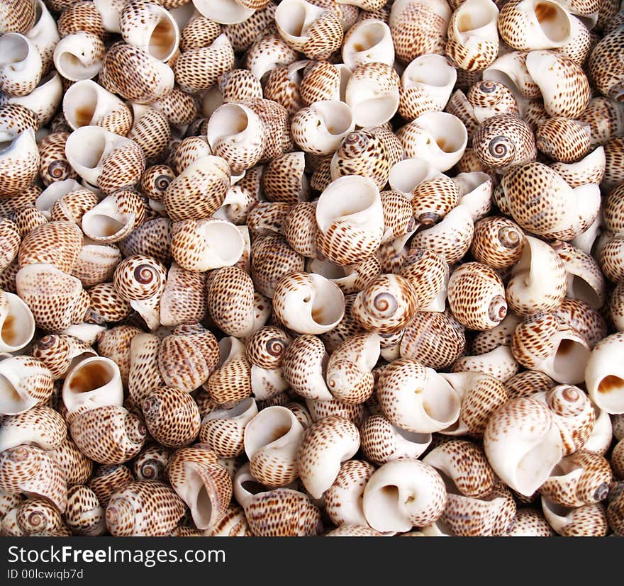 Seashells from the Mediterranean which can be used as a background