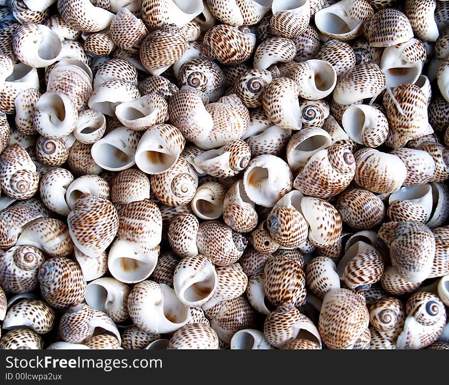 Seashells from the Mediterranean which can be used as a background