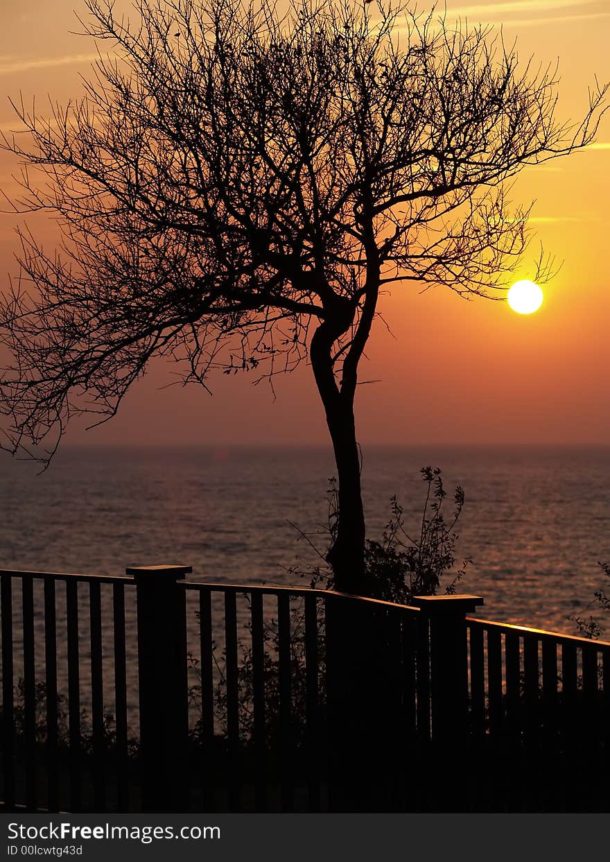 Silhouette of the tree in front of sunset