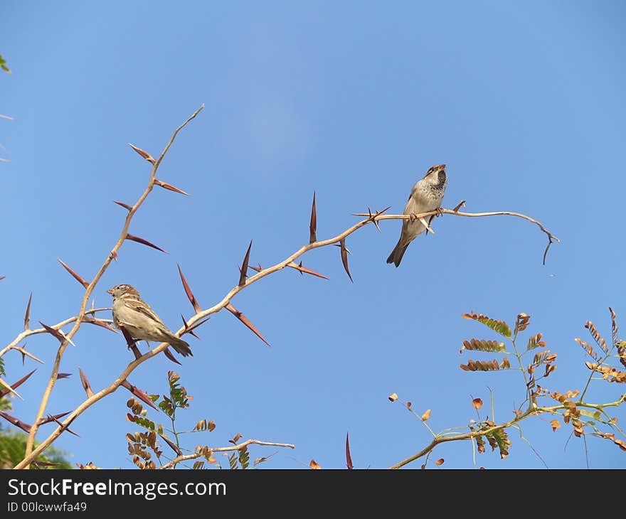 Two sparrows