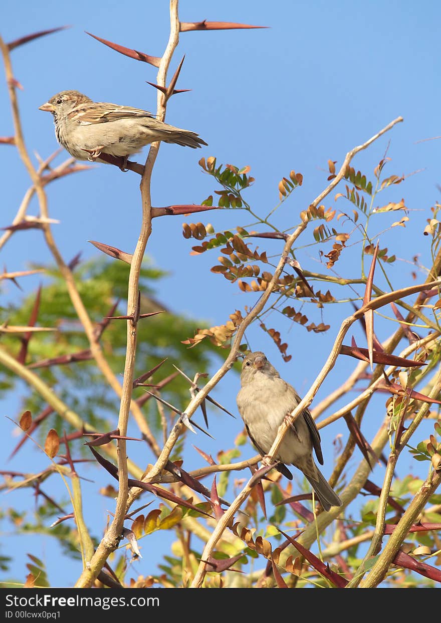 Two sparrows