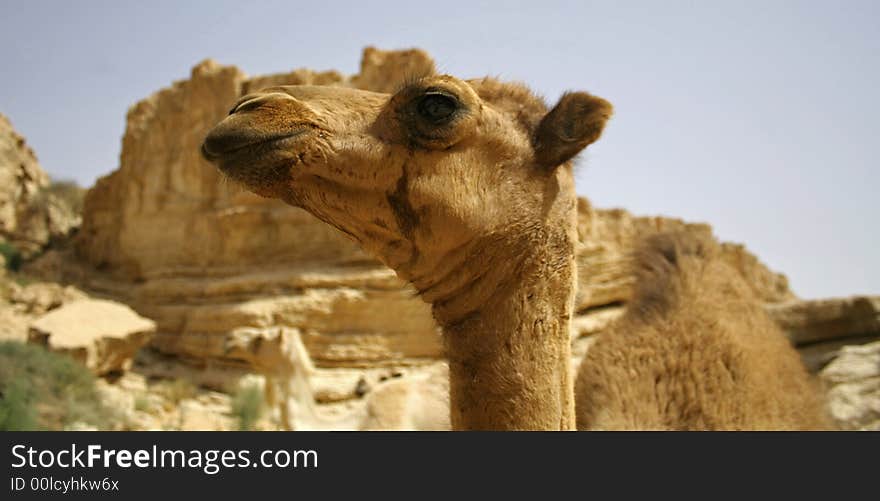 Camel in sede boker desert, israel