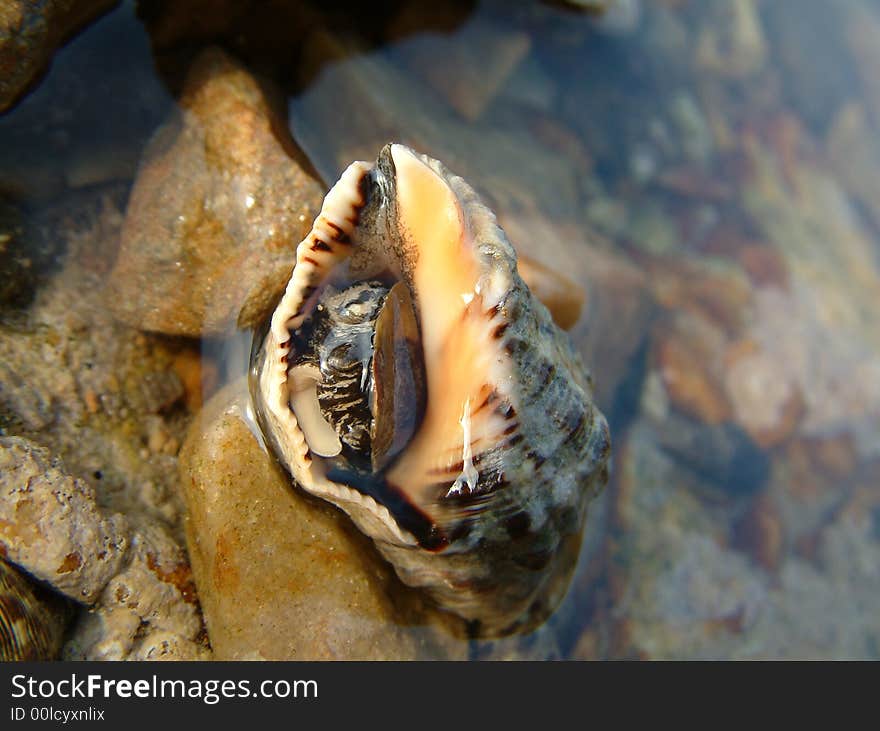 It is a so beautiful conch. i find it at the 	
Beach。See more my images at :) http://www.dreamstime.com/Eprom_info