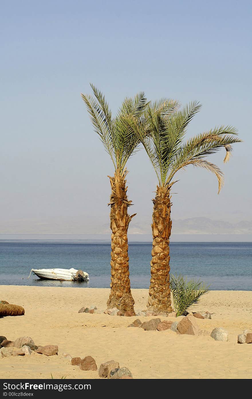 Palm trees on beach resort