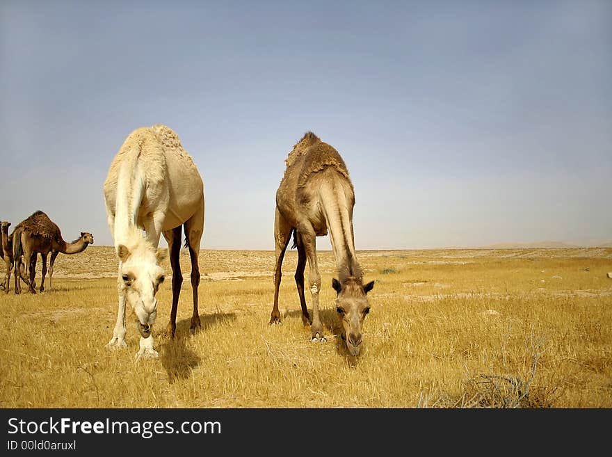 Camel in sede boker desert, israel