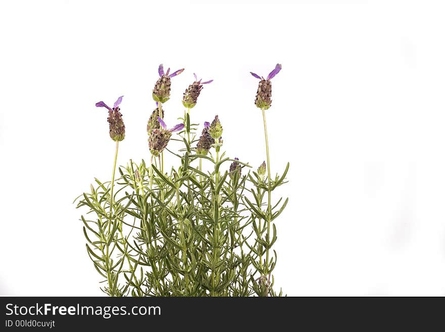 Beautiful herb flower lavender on white background