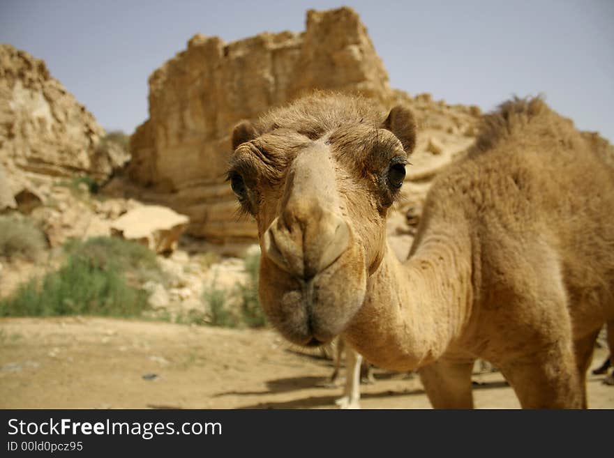 Camel In Sede Boker Desert