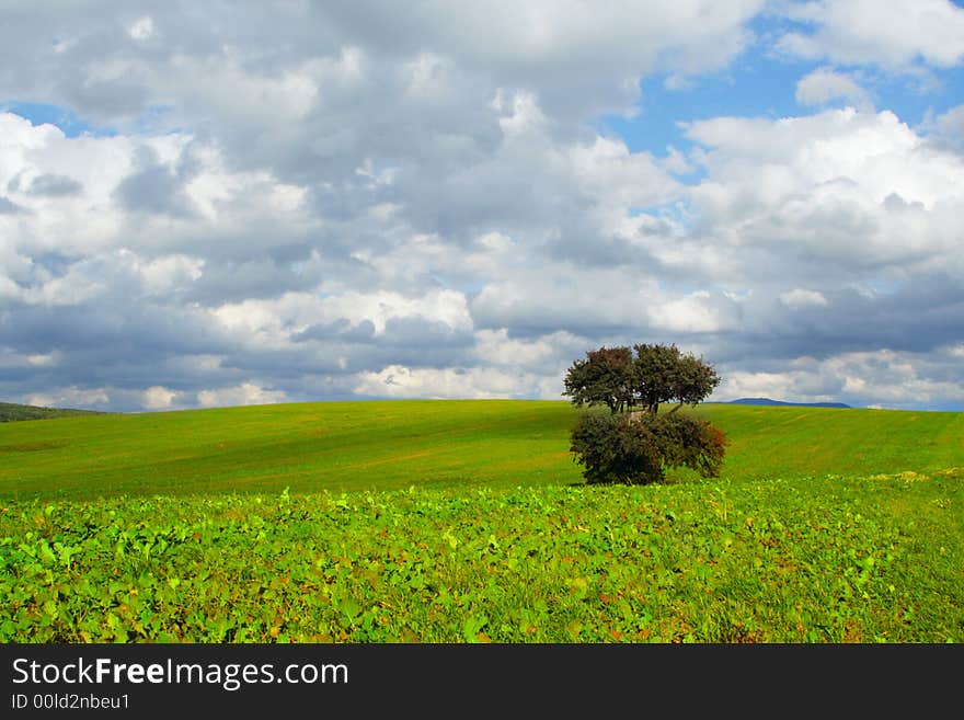 A tree in the country