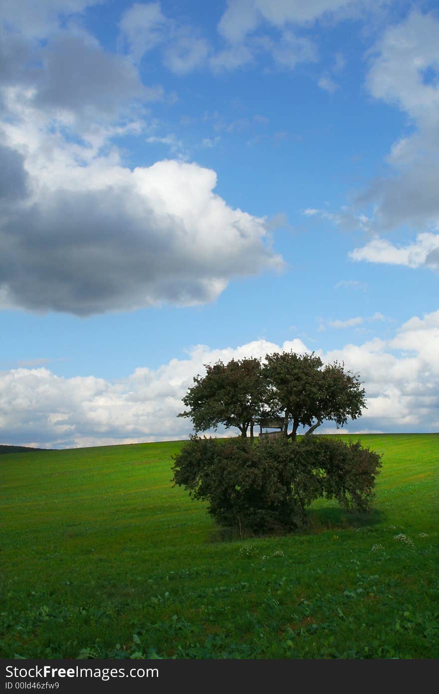 A tree in the field. A tree in the field