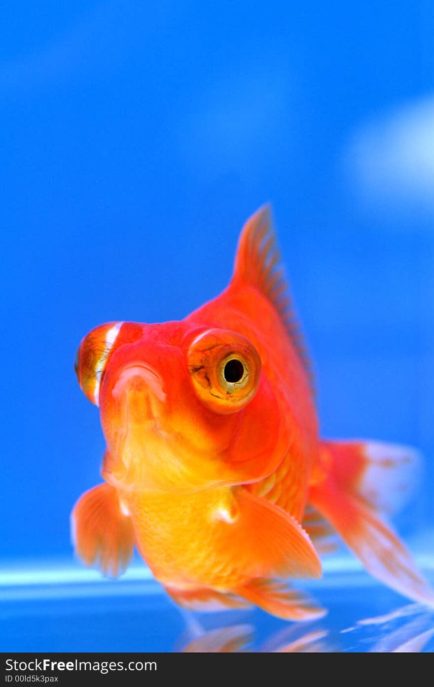 Dragon Eye goldfish with blue background